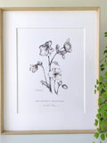 Hellebore Botanical Art print by Kristen Johns, in graphite, wall art for flower lovers and gardeners flower spore