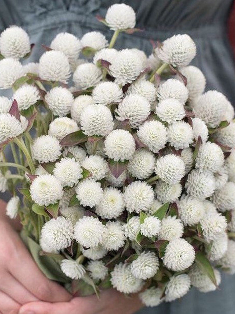 30 seeds Unique white Gomphrena Seeds seeds bulk