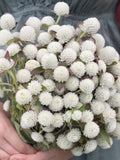 30 seeds Unique white Gomphrena Seeds seeds bulk