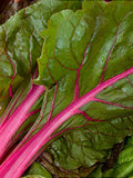 50 Seeds- Swiss Rhubarb Chard Seeds Heirloom Seeds-Z109-NON GMO-Swiss Chard-Matures in 60 days-Wonderful richly-flavoured heirloom flower spore