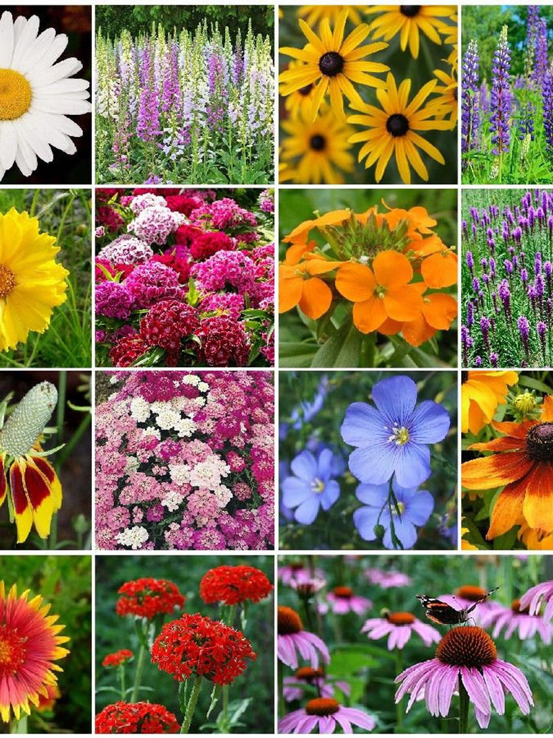 200 Seeds-Wildflower Perennial Seed Mixture-PV643-Exotic Perennial Mixture seeds bulk