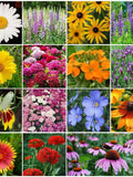 200 Seeds-Wildflower Perennial Seed Mixture-PV643-Exotic Perennial Mixture seeds bulk