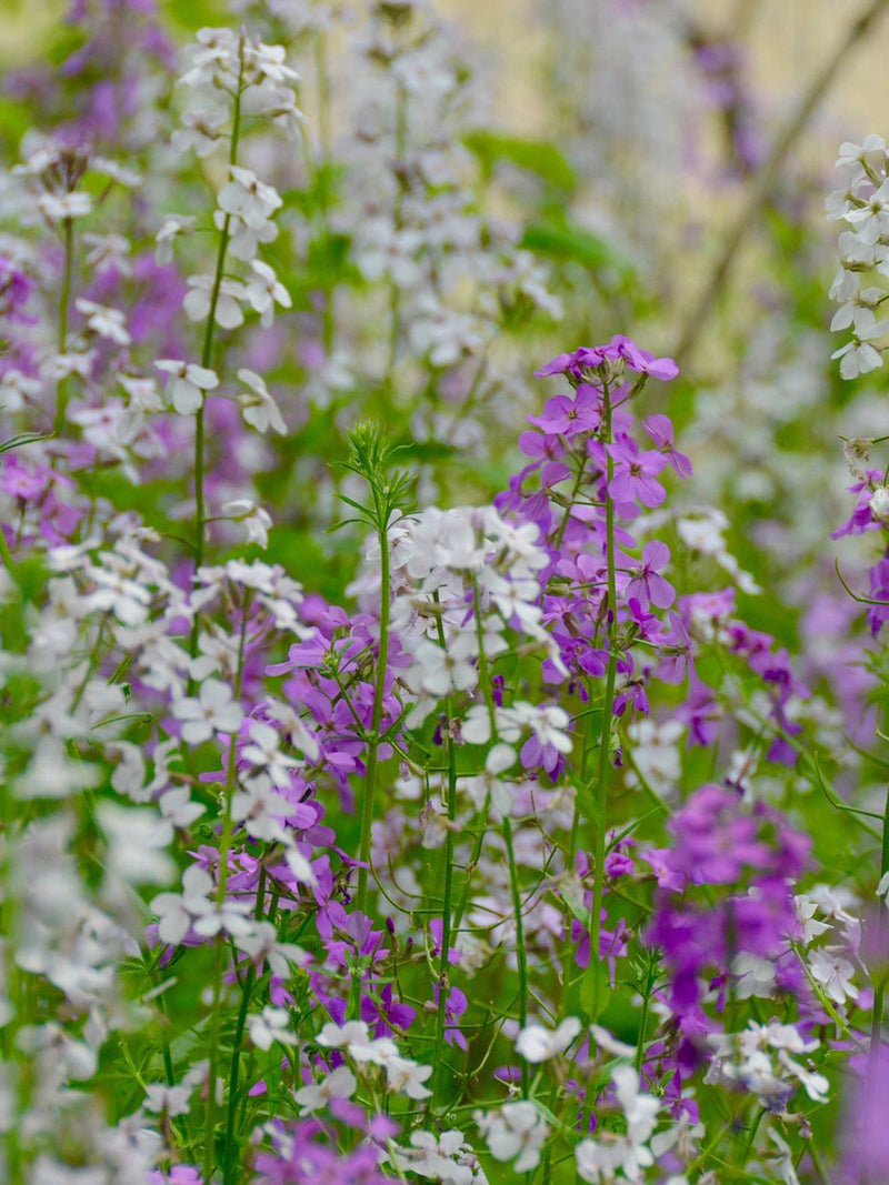 200 Seeds- Dame's Rocket Seeds-Hesperis Matronalis-Excellent Perennial-PV646 flower spore