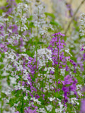 200 Seeds- Dame's Rocket Seeds-Hesperis Matronalis-Excellent Perennial-PV646 flower spore