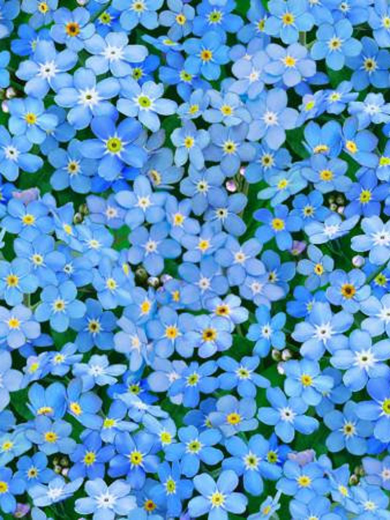 200 Seeds-Myosotis Sylvatica Seeds-Blue Forget me not Seeds-PV648-Great Perennial flower spore