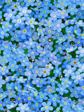 200 Seeds-Myosotis Sylvatica Seeds-Blue Forget me not Seeds-PV648-Great Perennial flower spore