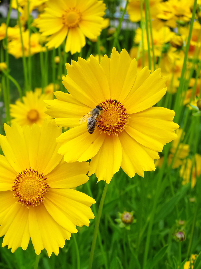 100 Seeds-Lanceleaf Coreopsis-PV654-Coreopsis lanceolata- Bright colored Perennial with long bloom season-Calliopsis -Tickseed flower spore