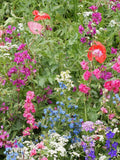 200 Seeds- Partial Shade Wildflower Seed Mix- Beautiful Annuals, Perennials and Biennials-PV661 seeds bulk