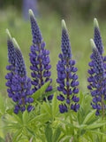 50 Seeds- Lupines Russell's  Blue Seeds-PV664-Excellent Perennial-Attracts Butterflies and Hummingbirds flower spore