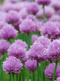 200 Seeds- Chives Herb Seeds-Allium Schoenoprasum-Excellent for salad-J073 flower spore