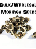 Bulk/ Wholesale Moringa Oleifera Seeds (Semillas de Moringa) / WT: 1 Lb, 2 Lbs, 5 Lbs, 10 Lbs seeds bulk