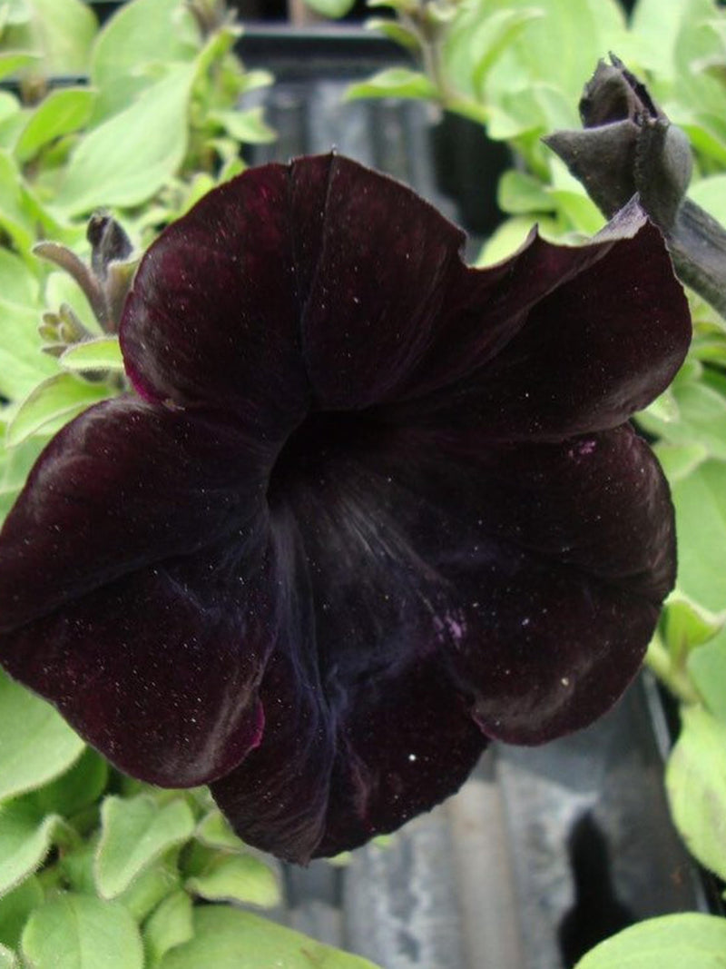Black Petunia Seeds, Blackberry Sophistica, Petunia Hybrida F1 PE5110P flower seeds