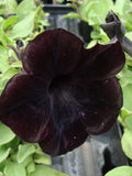 Black Petunia Seeds, Blackberry Sophistica, Petunia Hybrida F1 PE5110P flower seeds