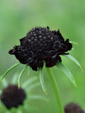 Black Pom Pom Scabiosa Flower Seeds, Pincushion, Scabiosa Atropurpurea SC0125 flower seeds