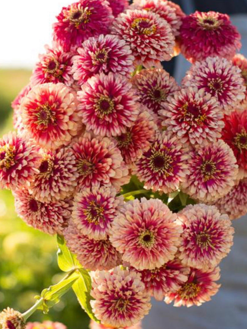 30 seeds Ice Queen Zinnia Elegans Seeds, Premier Cut Flower flower seeds