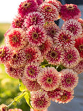 30 seeds Ice Queen Zinnia Elegans Seeds, Premier Cut Flower flower seeds