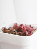 SmithÕs Giant Houseleek, 10/20 Seeds, "Blood Glands", Succulent Seeds seeds bulk
