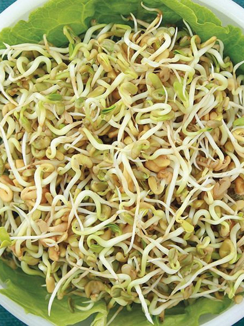 200 Seeds-Fenugreek Sprouting Seeds-Z119-Non GMO-Large sprouts with exotic flavour-Packed with vitamins and minerals flower spore