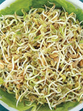 200 Seeds-Fenugreek Sprouting Seeds-Z119-Non GMO-Large sprouts with exotic flavour-Packed with vitamins and minerals flower spore