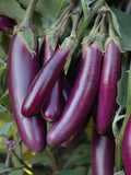 50 Seeds- Organic Long Purple Eggplant Seeds- Non GMO- Heirloom Variety-Z122-Solanum Melongena- Fingerling seeds bulk