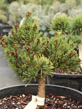 Pinus sylvestris tree BULK seeds 500 gr. (ca. 100000 seeds). HIGH QUALITY. Certificate and analysis protocol included. Wholesale offer seeds bulk