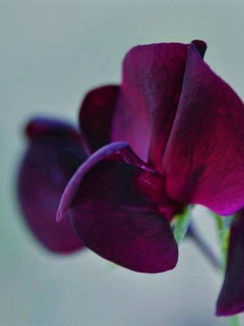 Midnight Sweet Pea Seeds, Organic Lathyrus odoratus LT0110 flower seeds