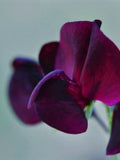 Midnight Sweet Pea Seeds, Organic Lathyrus odoratus LT0110 flower seeds