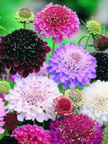 100 Eight Color Mix Scabiosa Flower Seeds, Bulk Pincushion, Scabiosa Atropurpurea SC021C seeds bulk