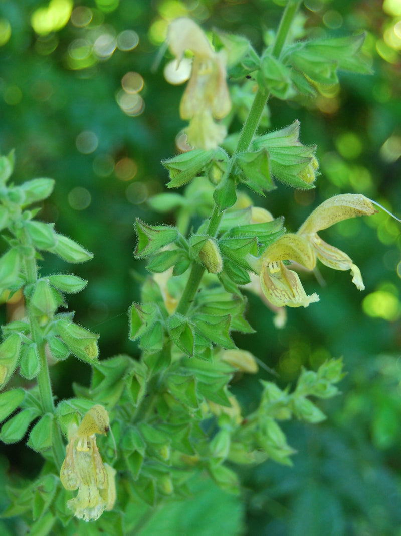 Salvia glutinosa - Perennial sage - garden plant - perennial plant - summer flowering - sold in seed packs. seeds bulk