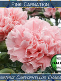 130+ Pink Carnation seeds, Dianthus Caryophyllus Chabaud seeds, Flower seeds, Garofano Rosa #FI550 seeds bulk