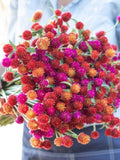 30 seeds Unique Mix Gomphrena Seeds flower seeds