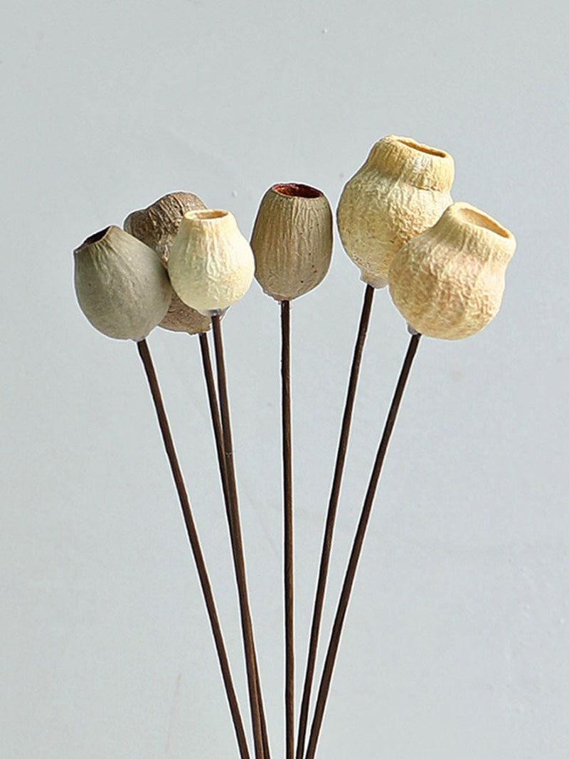 5/10 natural Pea shooter flowers branches_dried flowers pods_dry flowers arrangement_home/wedding decor_flower for vase_dry eucalyptus decor FLOWER DELIVERY
