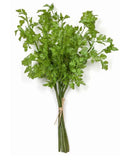 16" Artificial Faux Cilantro Plant Bundle-Artificial Herbs-Herb Plants-Kitchen Herbs-Farmhouse Herbs-Kitchen Greenery/Decor-Floral Supply faux plants