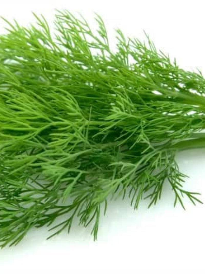 Bunching Dill flower spore