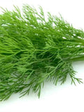 Bunching Dill flower spore