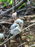 25 Monotropa Uniflora Seeds Ghost Plant Wildflower flower spore