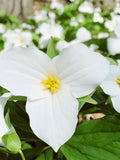 GREAT WHITE TRILLIUM - Wood Lily - American Wake Robin - T. grandiflorum Native Woodland Wildflower - 10 Seeds flower seeds
