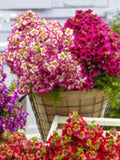 Flower seeds Schizanthus MONARCH flower spore