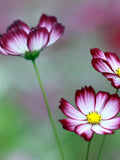 Bulk Picotee Cosmos Seeds, Cosmos Bippinatus CO041C seeds bulk