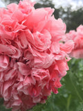 50 + seeds Papaver Paeoniflourum Salmon Peony Poppy flower seeds