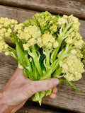 Nine Star Perennial Cauliflower/Broccoli Seeds - Brassica Oleraceae - Prolific, Delicious, and Perennial seeds bulk