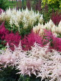 50+ seed Unique, Astilbe Arendsii Bunter mix seeds bulk