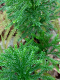 350 Spores of Dendrolycopodium Obscurum Princess Pine flower spore