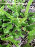 500 Spores StagÕs Horn Clubmoss Lycopodium Clavatum flower spore