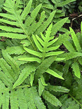 300 Sensitive Fern Spores/Seeds FiddleHead Fern flower spore