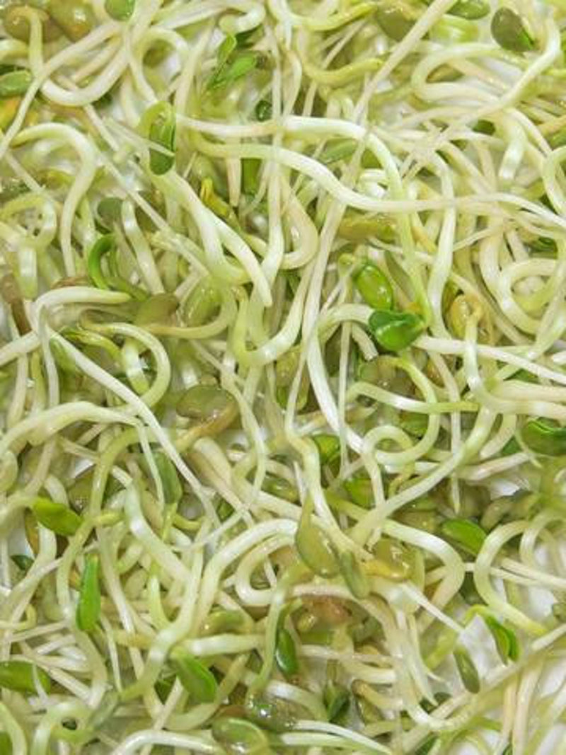 200 Pcs Fenugreek Sprouting Seeds-V119- Certified Organic seeds bulk