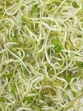 200 Pcs Fenugreek Sprouting Seeds-V119- Certified Organic seeds bulk