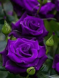 Purple roses seeds- 20 seeds - code 004 flower seeds