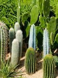 Cactus mix seeds - 50 seeds - code 021 seeds bulk
