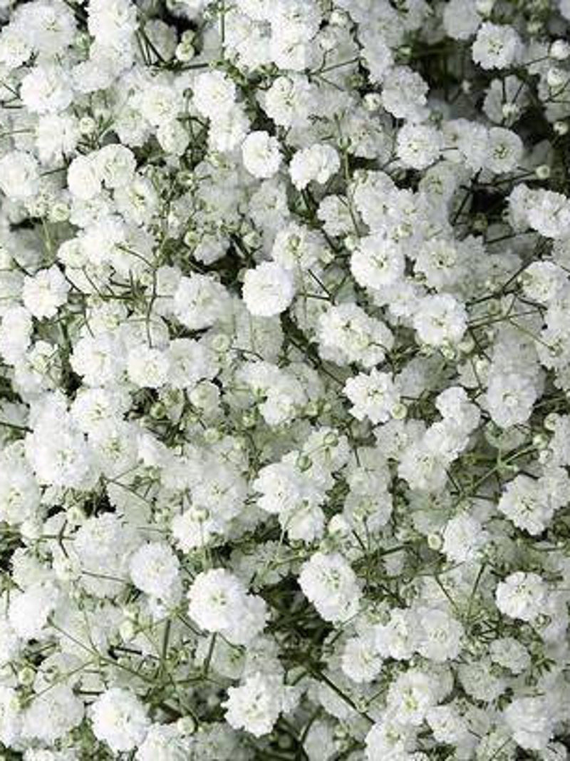 Perennial Baby's Breath Seeds flower seeds